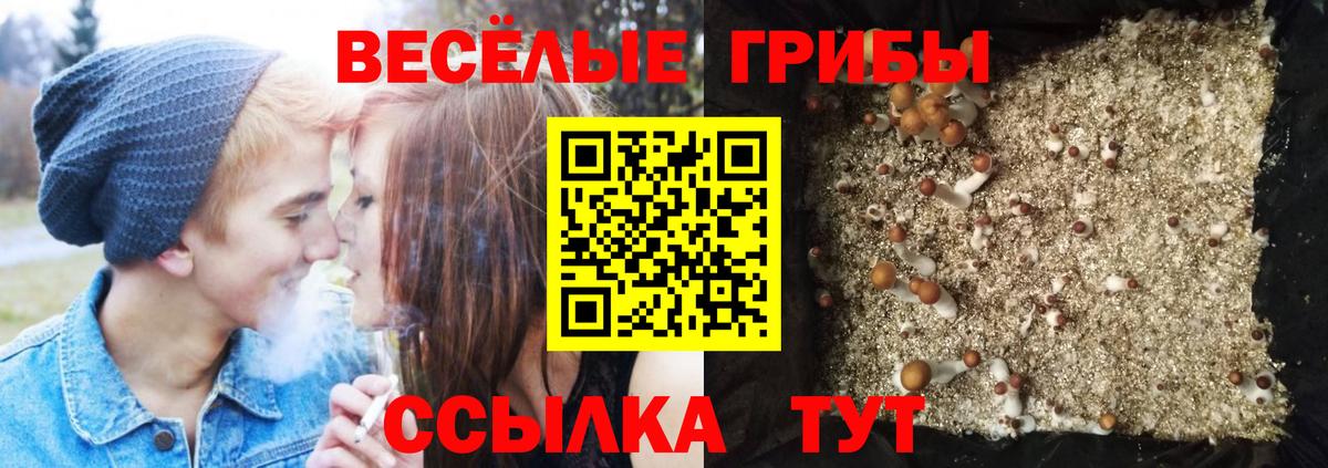 Аргун  Псилоцибиновые грибы Psilocybe  Вход с VPN 